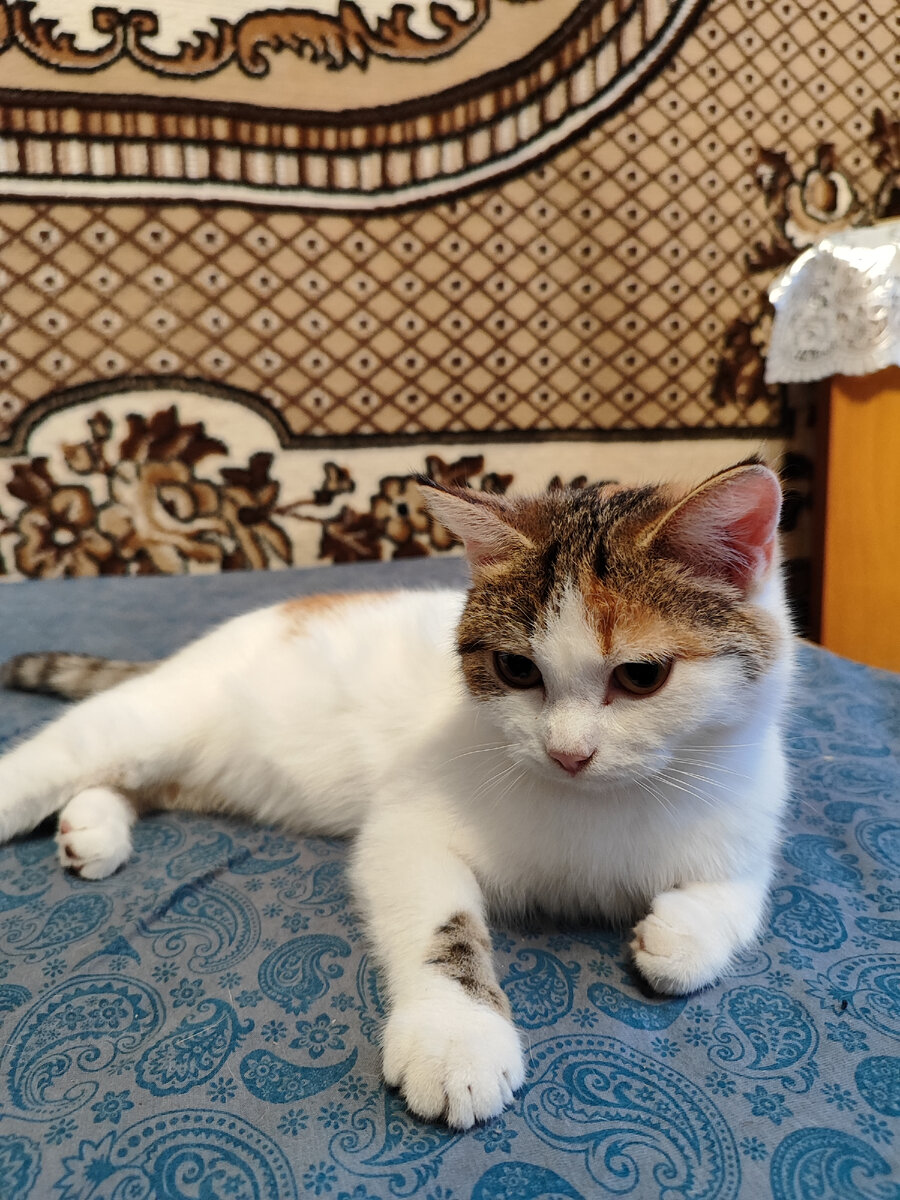 Многие люди считают, что кошки способны видеть потусторонний мир. Стоит ли в это верить? Одни кошки заставляют хозяев усомниться в том, что мир только материален. Другие всю жизнь ведут себя обычно. Во многом интерпретация поведения кошки зависит от веры ее хозяина. Но если человек не верит в сверхъестественное, в большинстве случаев находится вполне материальное объяснение происходящего. 
