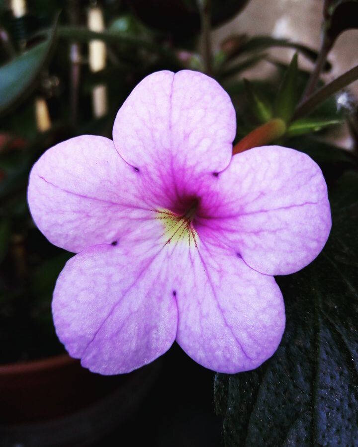 Achimenes longiflora