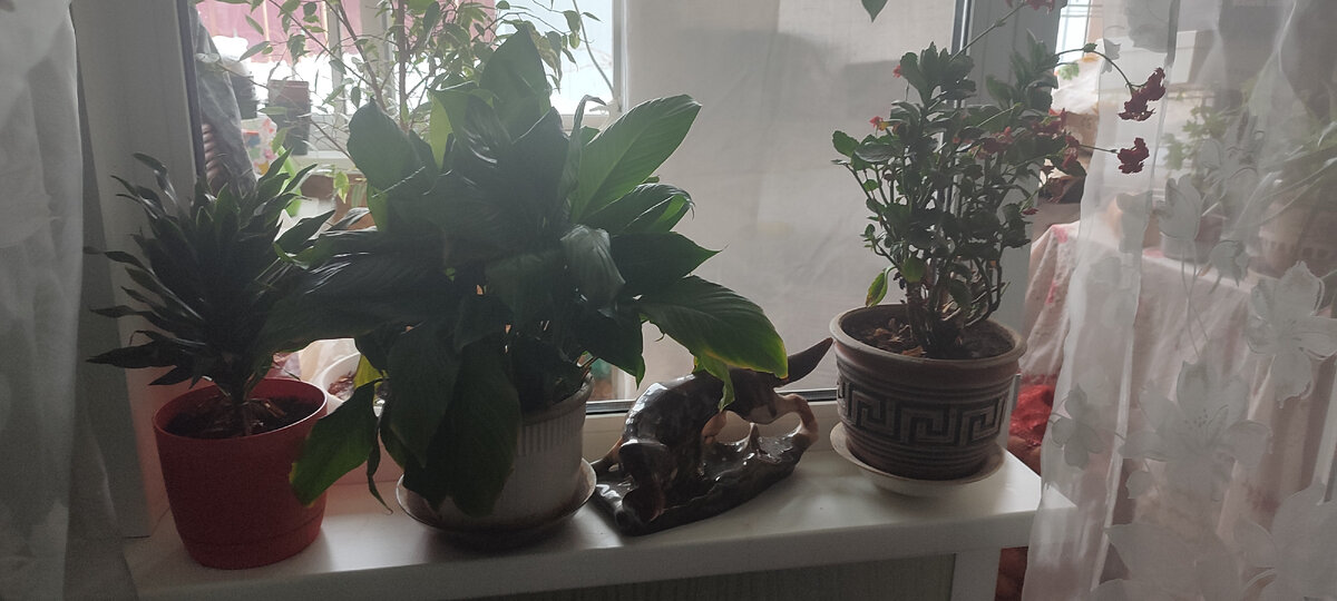 У меня много цветов, жаль что все перенести нельзя, места не хватит 😊