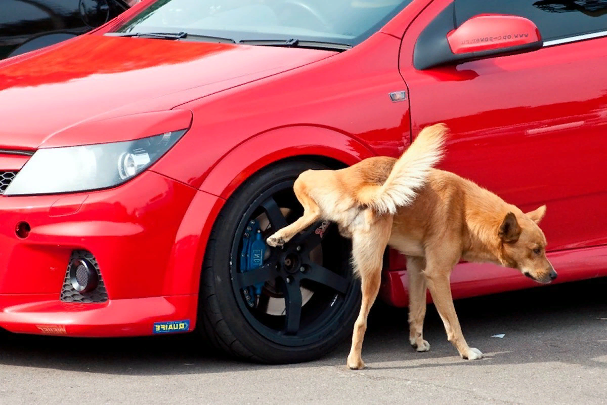 Фото из Сети.