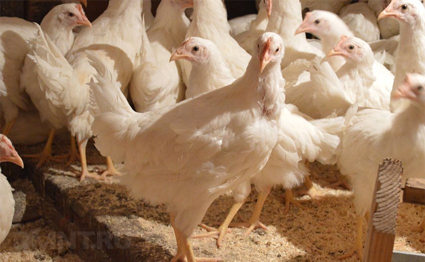 Характеристики кур несушек доминант. Курица с книгой. Мясо яйценоские породы кур. Куры породы ломан браун. Молодки ломан браун.