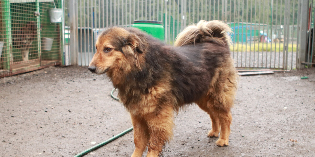 Майло… Наш чуткий и трепетный мальчик. Такой нежный, такой нуждающийся в человеке (ДОМА!!!)