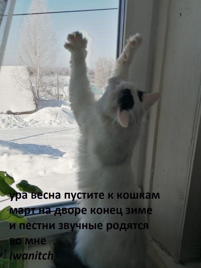 это Малыш, Младший Тещин котик