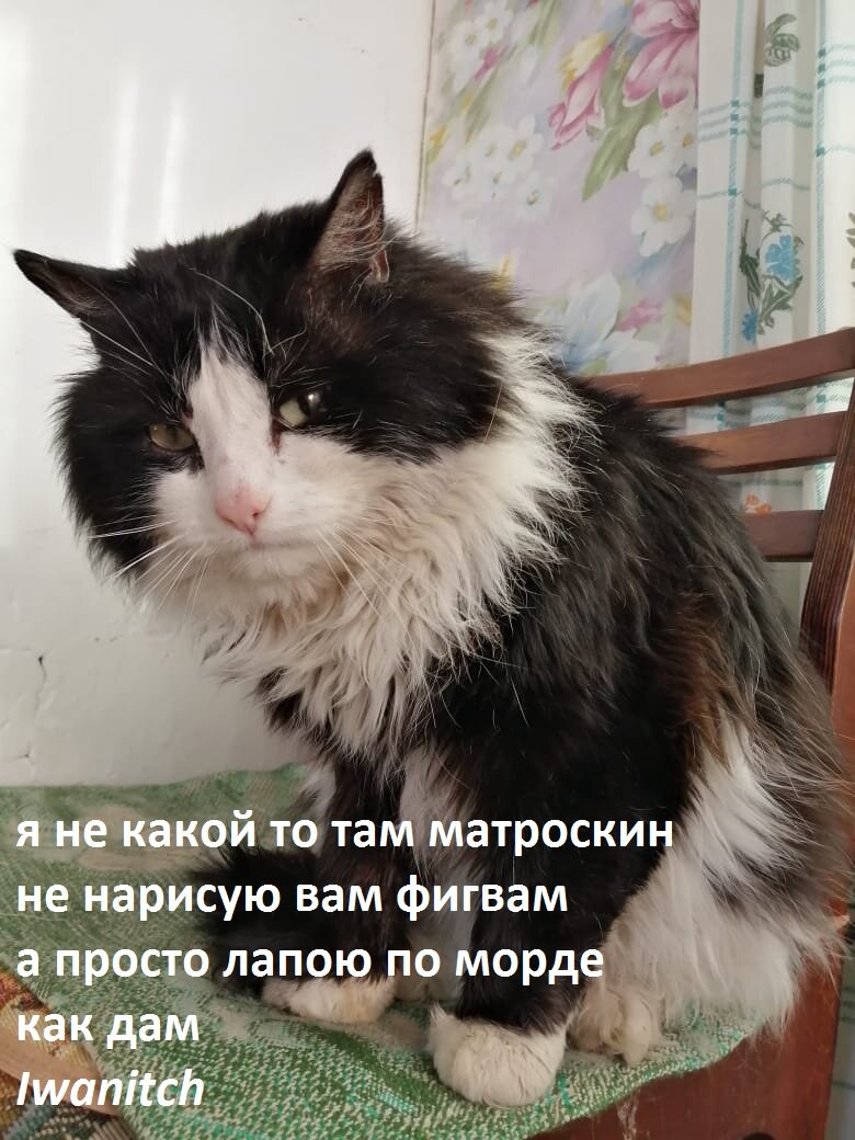 Кузя старший Тёщин котяра.