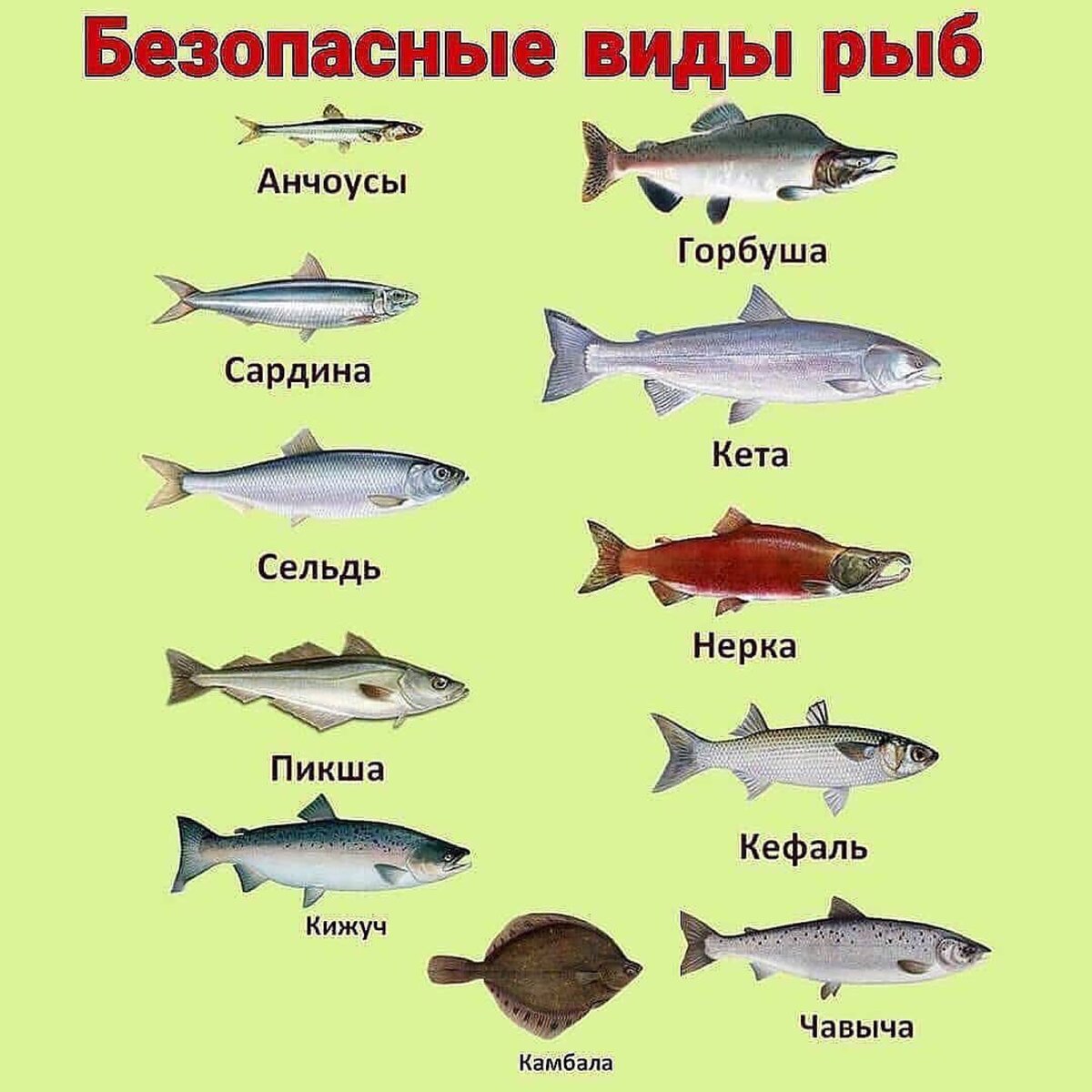 Безопасные виды рыб