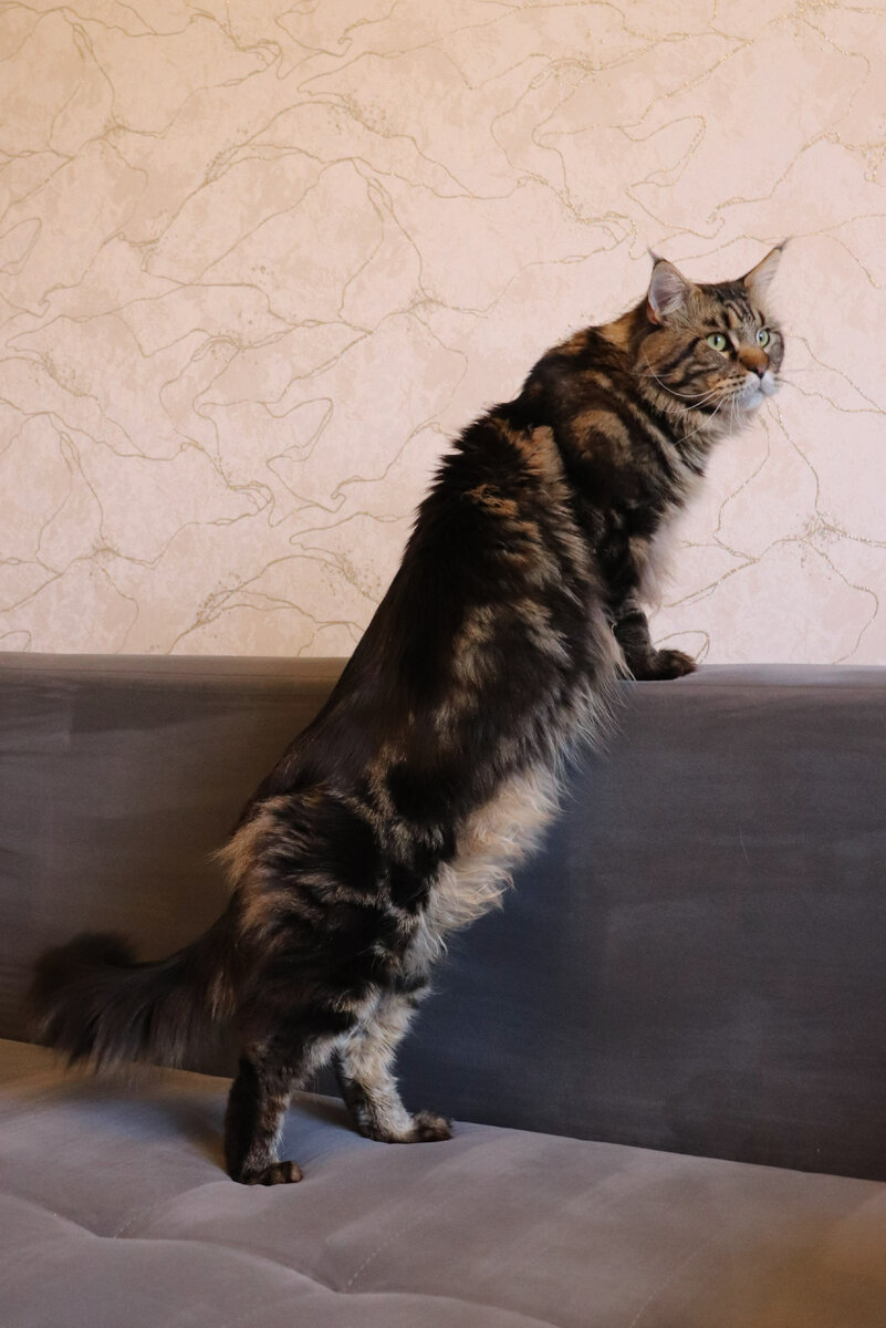 Мейн-кун Ёжик весит 9,8 кг - и продолжает расти! В поиске самых лучших ...