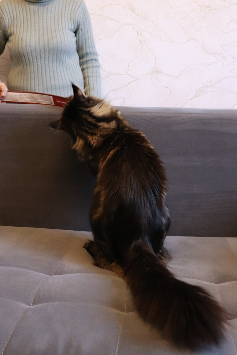 Мейн-кун Ёжик весит 9,8 кг - и продолжает расти! В поиске самых лучших ...