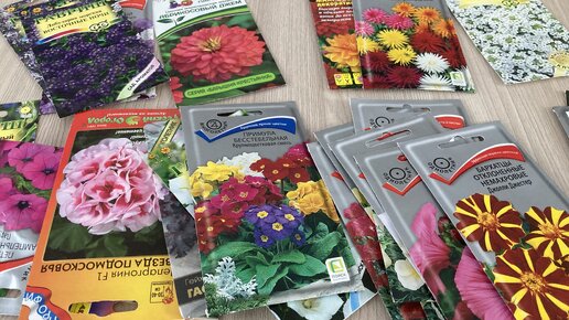 Цикламен семенная коробочка. Цветок без семян. Семена проростки. Цветок без семян. Цветок без семян.