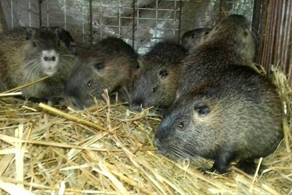 РАЗВЕДЕНИЕ НУТРИЙ КАК БИЗНЕС