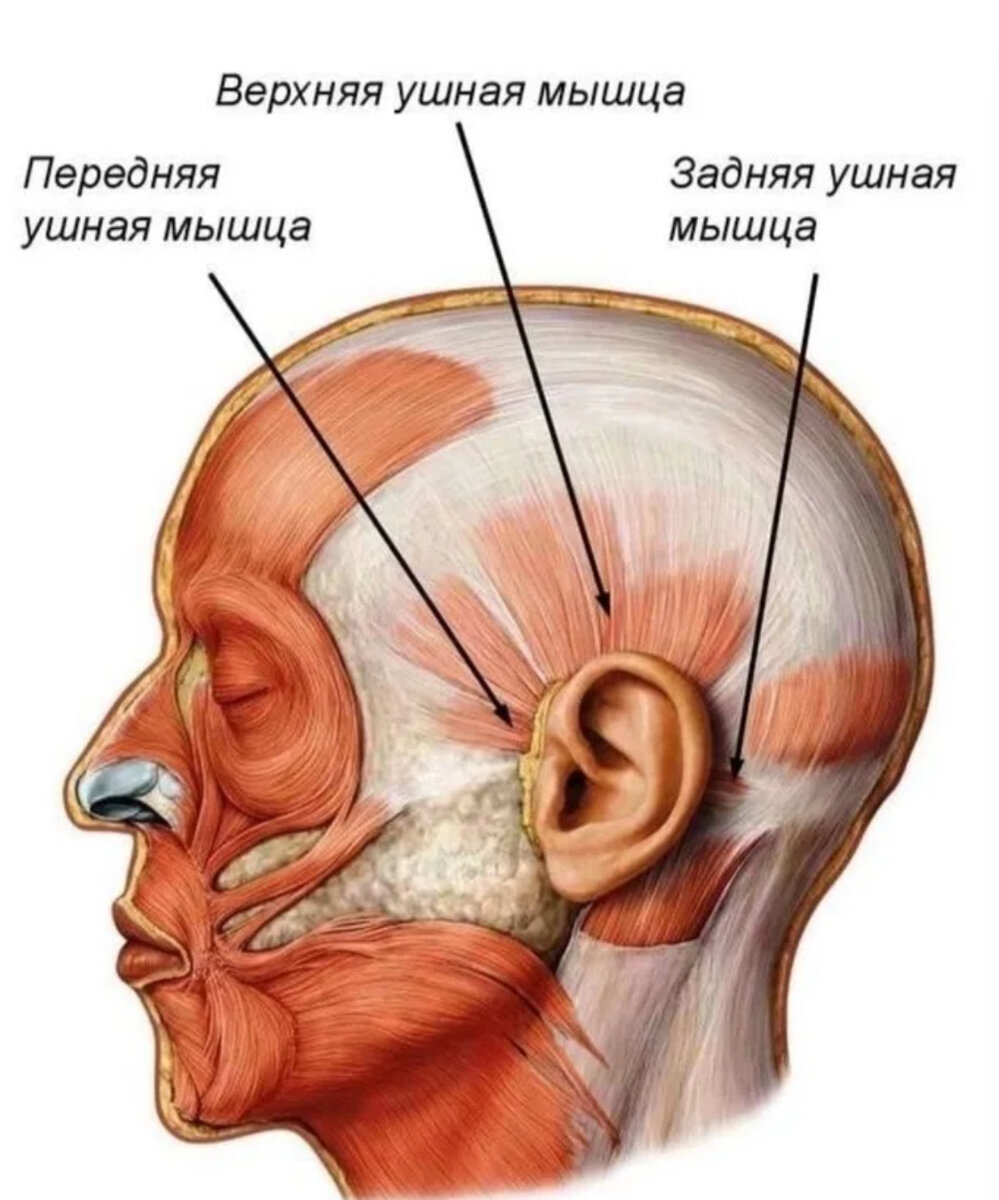 Скульптурный массаж лица