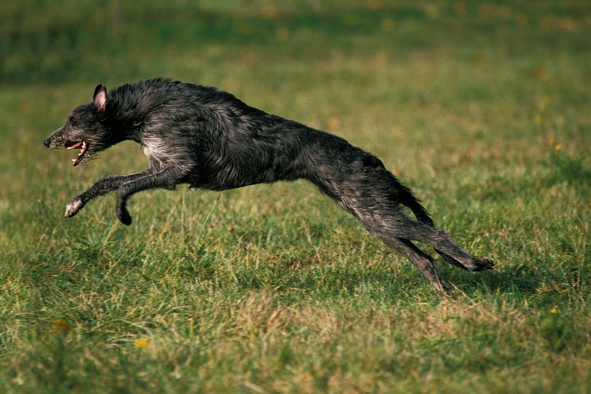 Шотландский дирхаунд