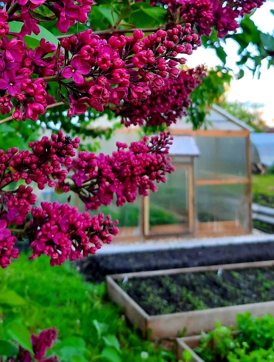 Фото автора. Нашей теплице четвёртый год.