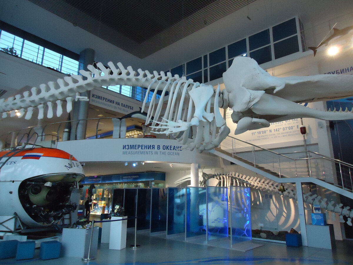 Скелет кашалота. Из архива автора.