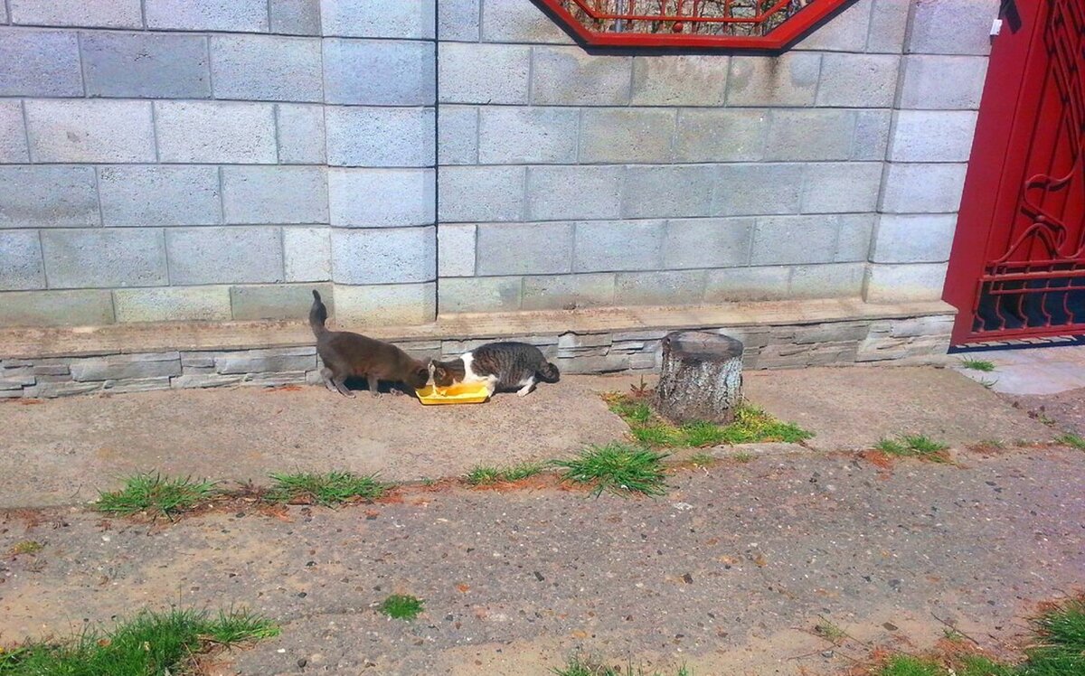 Подкармливаю уличных кошек