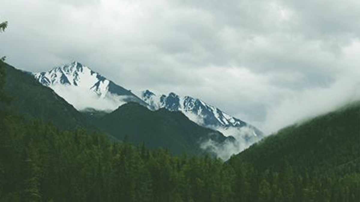 Ребусы про природные зоны. Ребус тайга. Ребус сосна. Ребус хвойные. Ребус к слову тайга.