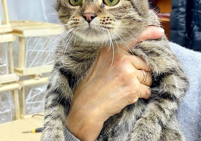 ❗ДОМА❗Очень ласковая кошечка Симбочка ищет любящую семью!