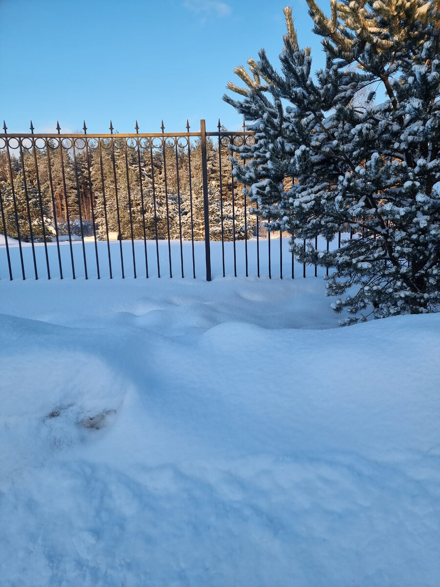 Фото: УСАДЬБУШКА. Наш кованый забор Андрей варил сам
