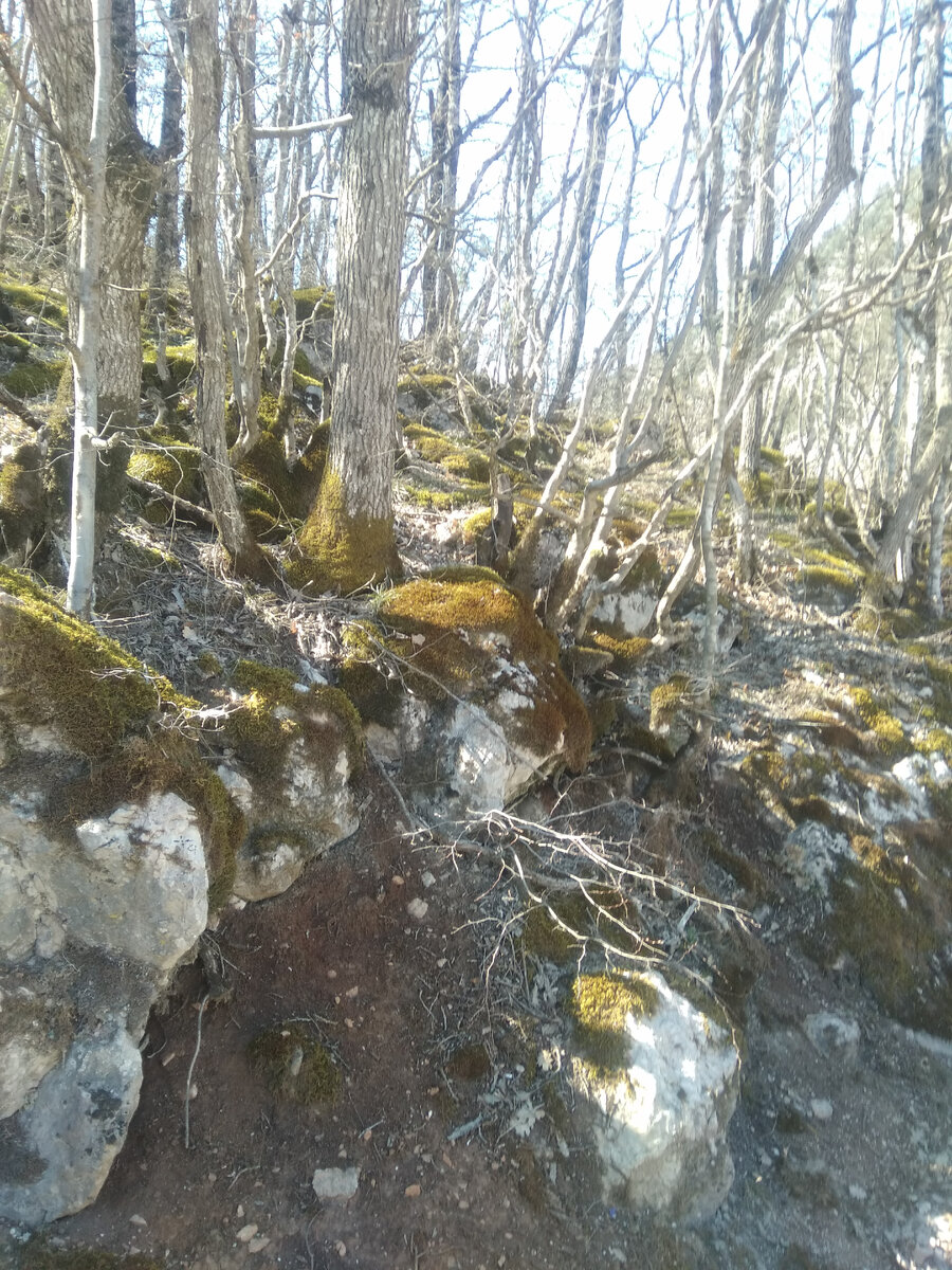 Лес у Байдарской долины, Крым