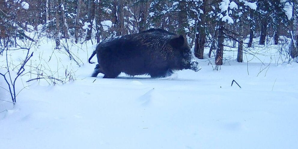 Фото: ФГБУ "Заповедное Приамурье"