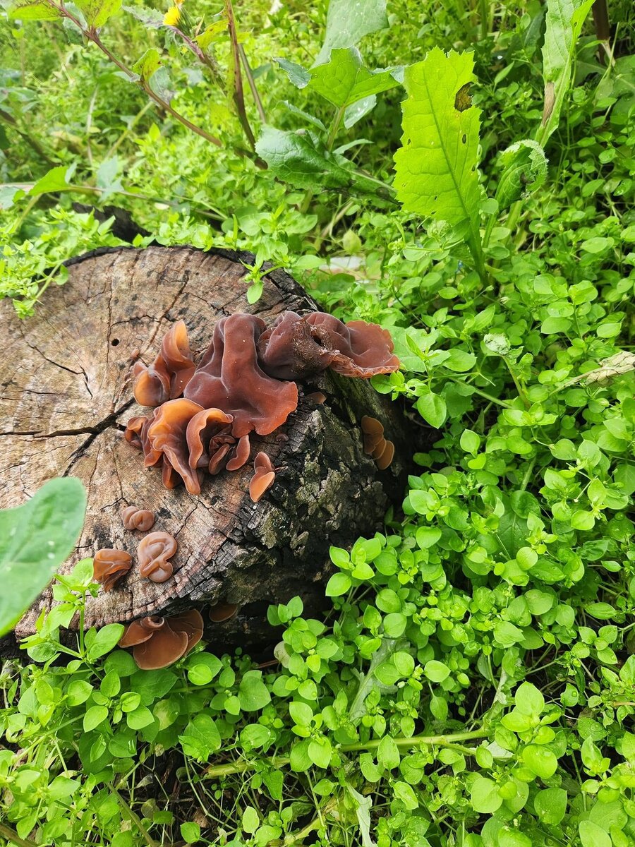 Гриб чашка. Гриб браун. Гриб чашка. Грибы чашечки. Чашка с грибами.