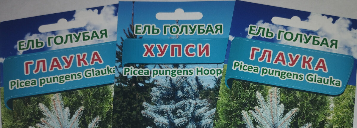 Семена голубых елей