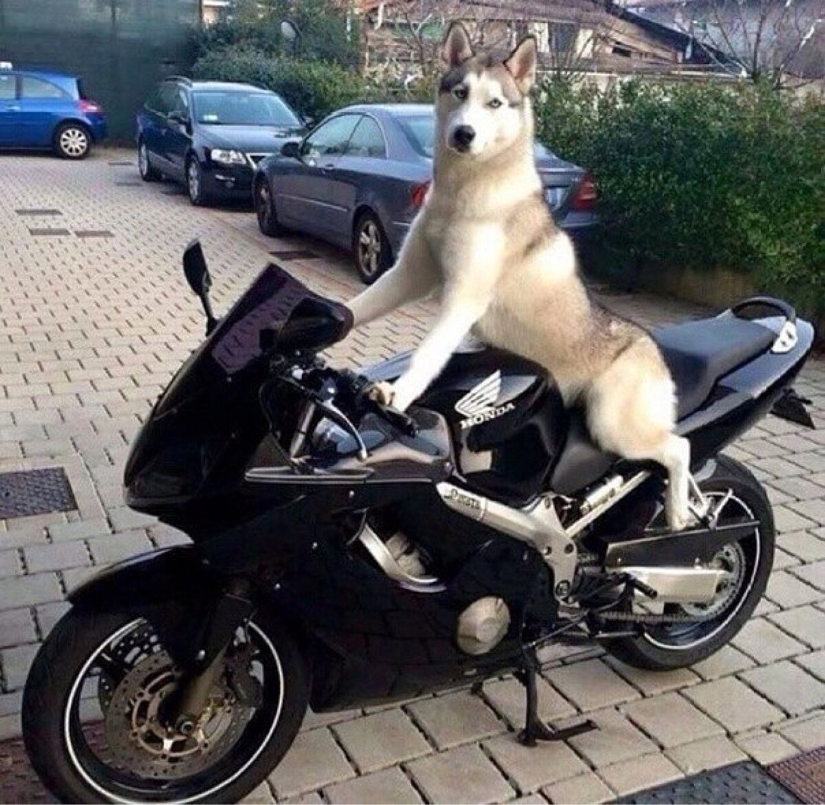 Медведь на Яве