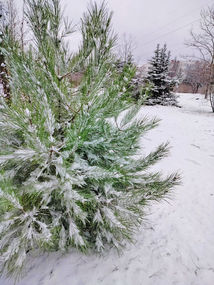 Старый Новый год в России