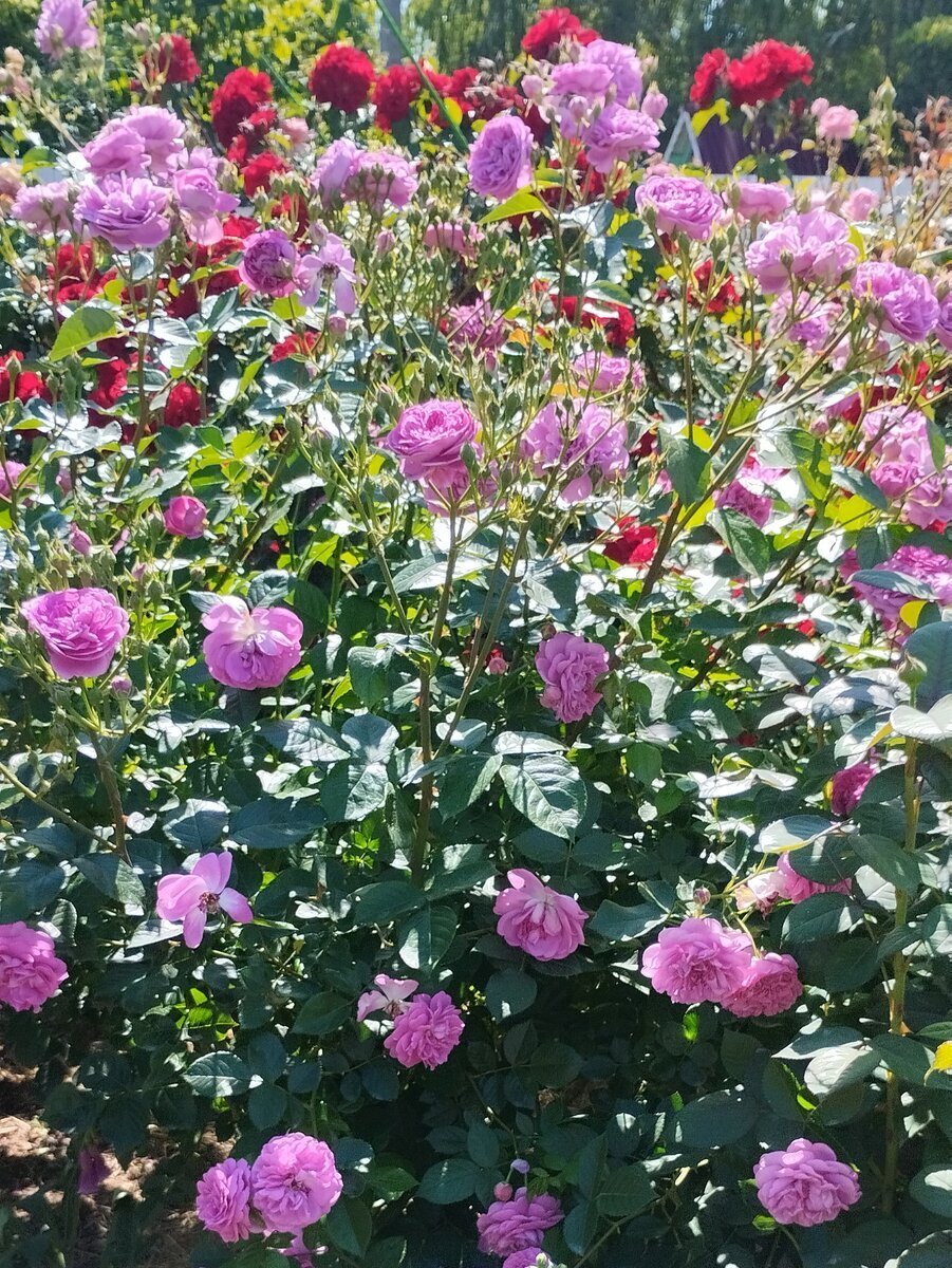 фото Натальи