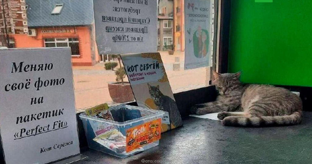     Кот Сергей на рабочем месте