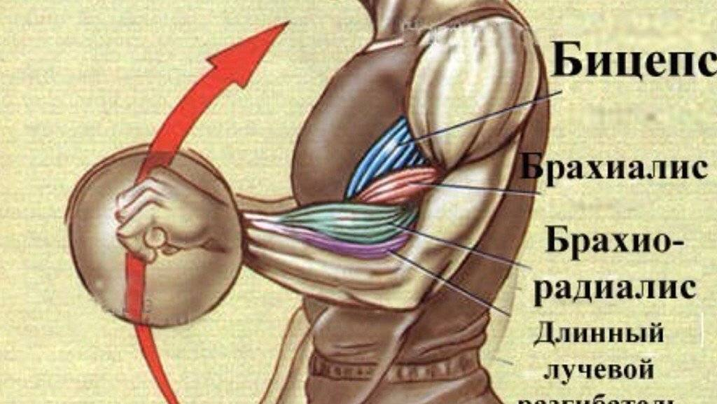 Источник фотографии: Яндекс картинки 
