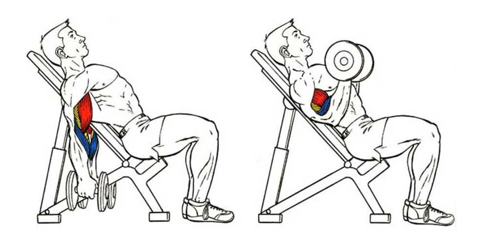 подъем гантелей на бицепс поочередно. подъем на бицепс сидя «молотки». сгибание на бицепс с гантелями сидя. сгибание рук сидя. Seated incline curls.