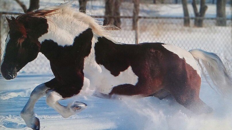 Старое фото. Автор неизвестен.