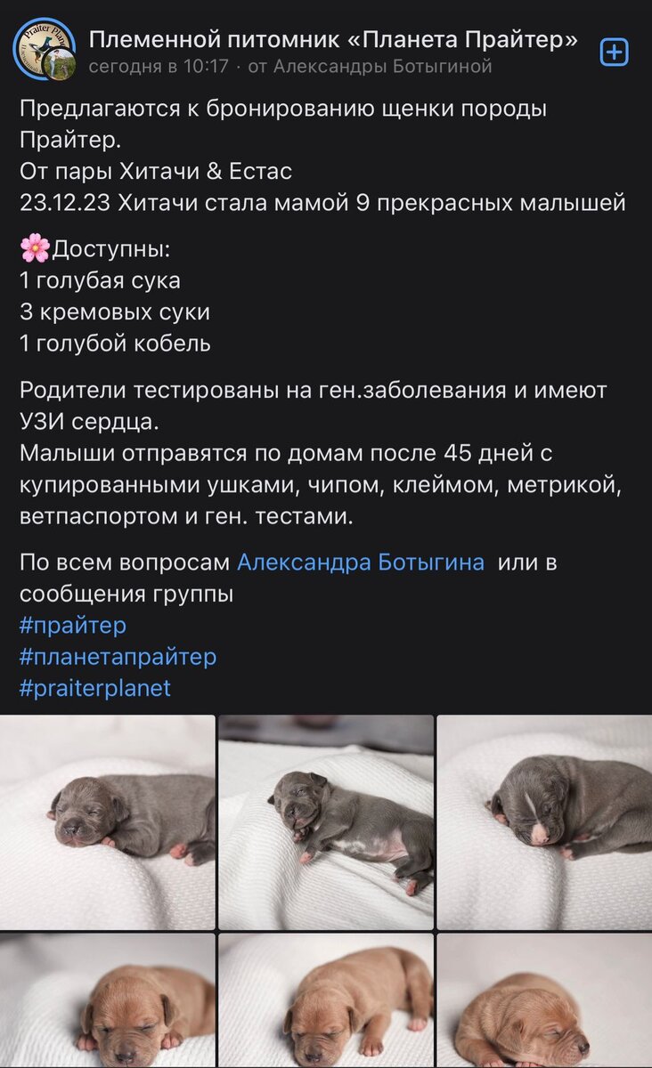 "Шикарный помет" от 2 собак с атаксией и дкмп в линиях-налетайте!