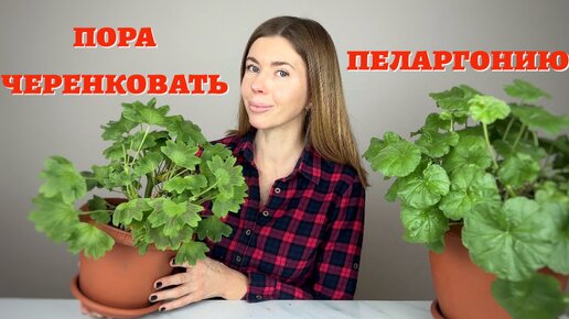 Video herunterladen: САМЫЙ ПРОСТОЙ И ЭФФЕКТИВНЫЙ способ укоренения черенков пеларгонии