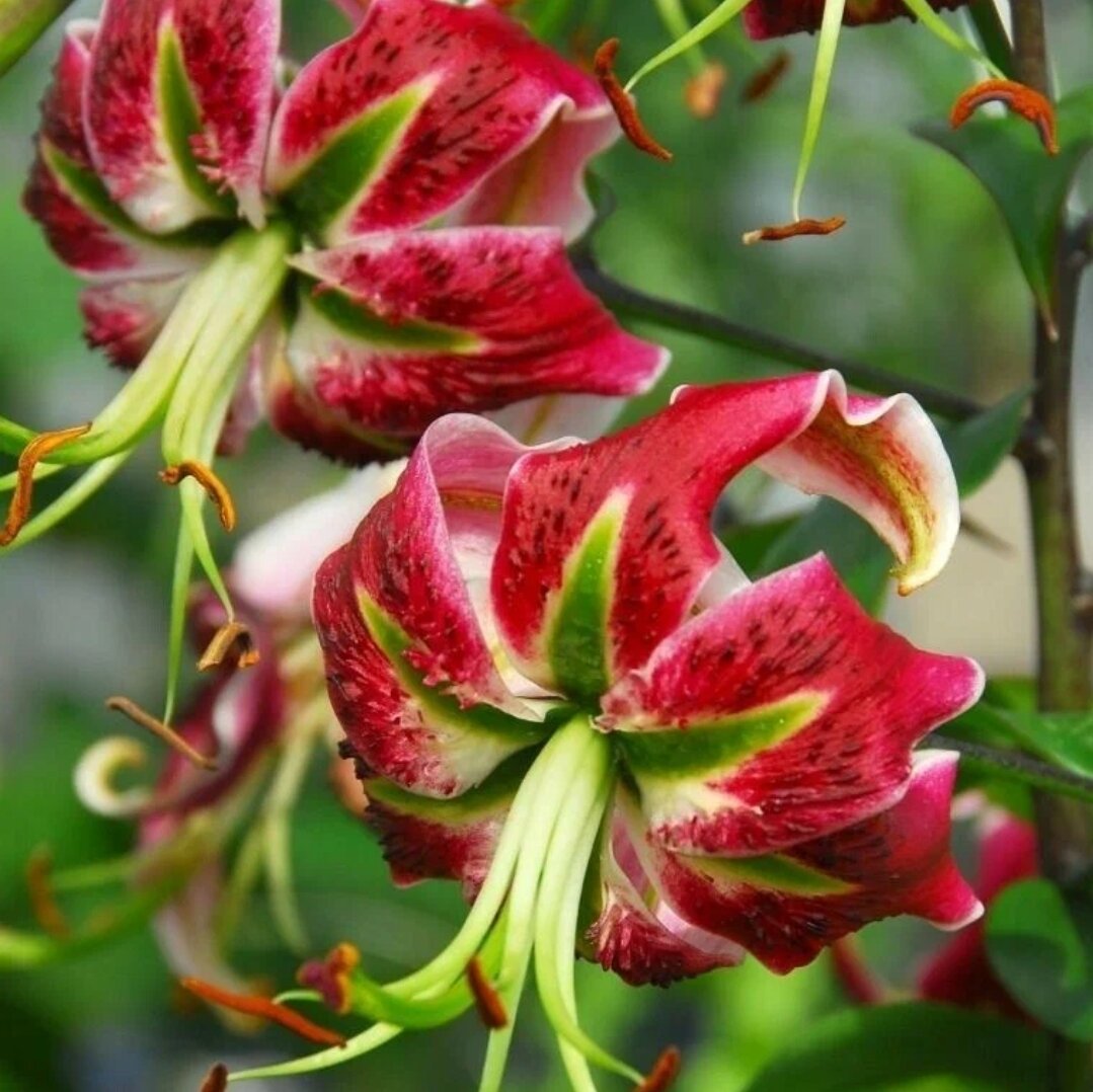 Летние лесные цветы букеты. 2 июля цветок. 2 июля цветок. Июньские полевые цветы. Ромашки васильки колокольчики.