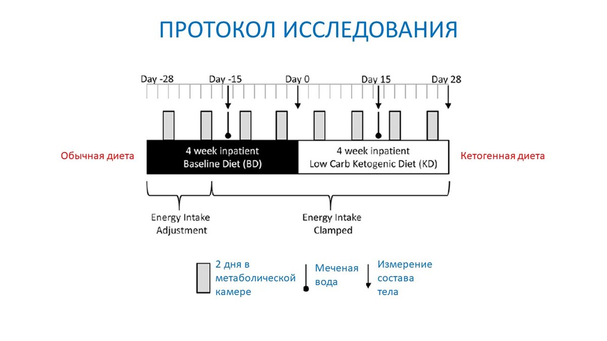 Рисунок 1. Общая схема эксперимента: 4 недели базовой диеты и 4 недели кетогенной диеты. 