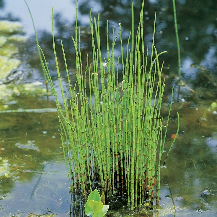 Хвощ в воде. Хвощ зимующий equisetum hyemale. хвощ зимующий(equisetum hyemale l.). хвощ тростниковый бамбук. хвощ камышовый.