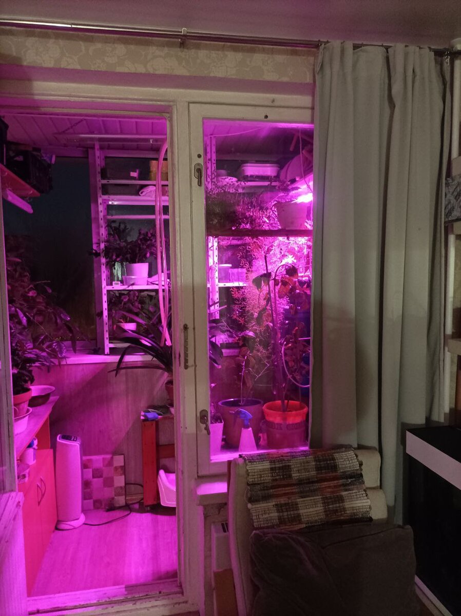 Подсветка комнатных растений. Одна красная лампа.