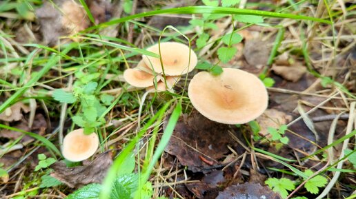 Говорушка ворончатая (Clitocybe gibba). Как выглядит гриб на месте произрастания.