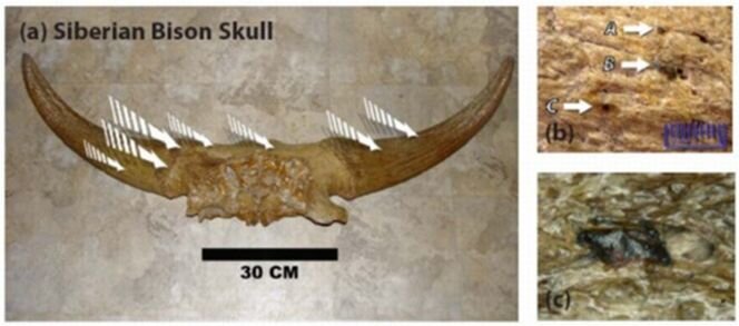 Рис. 1. (a) Фотография черепа сибирского бизона показывает общее расположения внедренных металлических частиц. (b) Приближенная фотография частиц в черепе бизона, и (c) увеличенное изображение частицы B в b. Внедренные частицы в черепе бизона более угловатые, чем те, что в бивне (Рис. 2) [2].