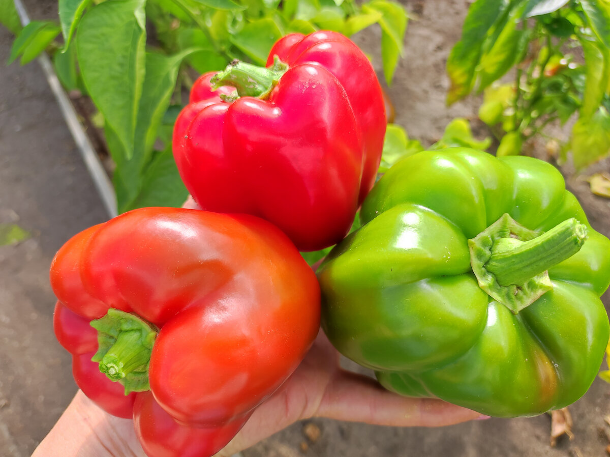 Фото автора, сладкий перец сорта Гранатовый браслет, 2022 год