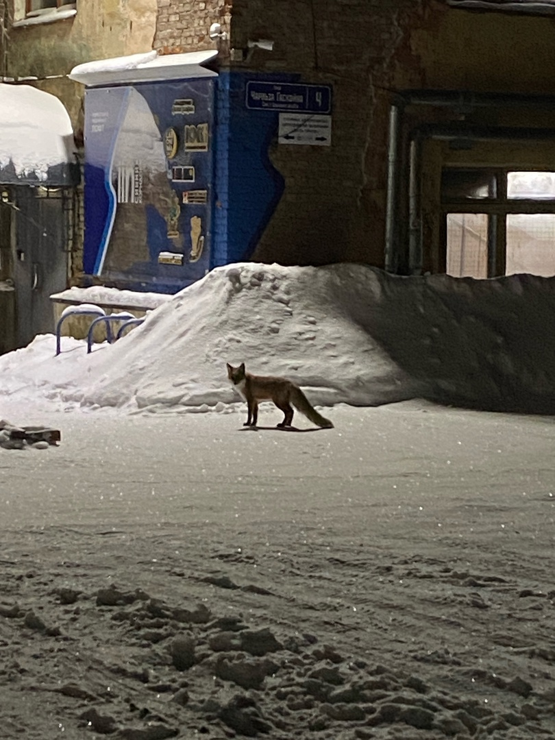    Лису заметили в центре Петрозаводска Подслушано в ПТЗ | Петрозаводск/ВК