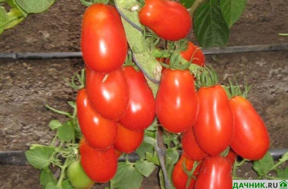 Томат моковский деликатес. Томат московский деликатес. Томат моковский деликатес. Томат московский деликатес. Черри засолочный.