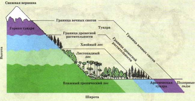 Природные зоны широтная зональность и высотная поясность. Высотная поясность у географической оболочки. Зональность Высотная поясность. Закономерности ВЫСОТНОЙ поясности.