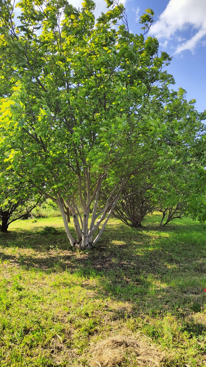 Наш красавец грецкий орех.