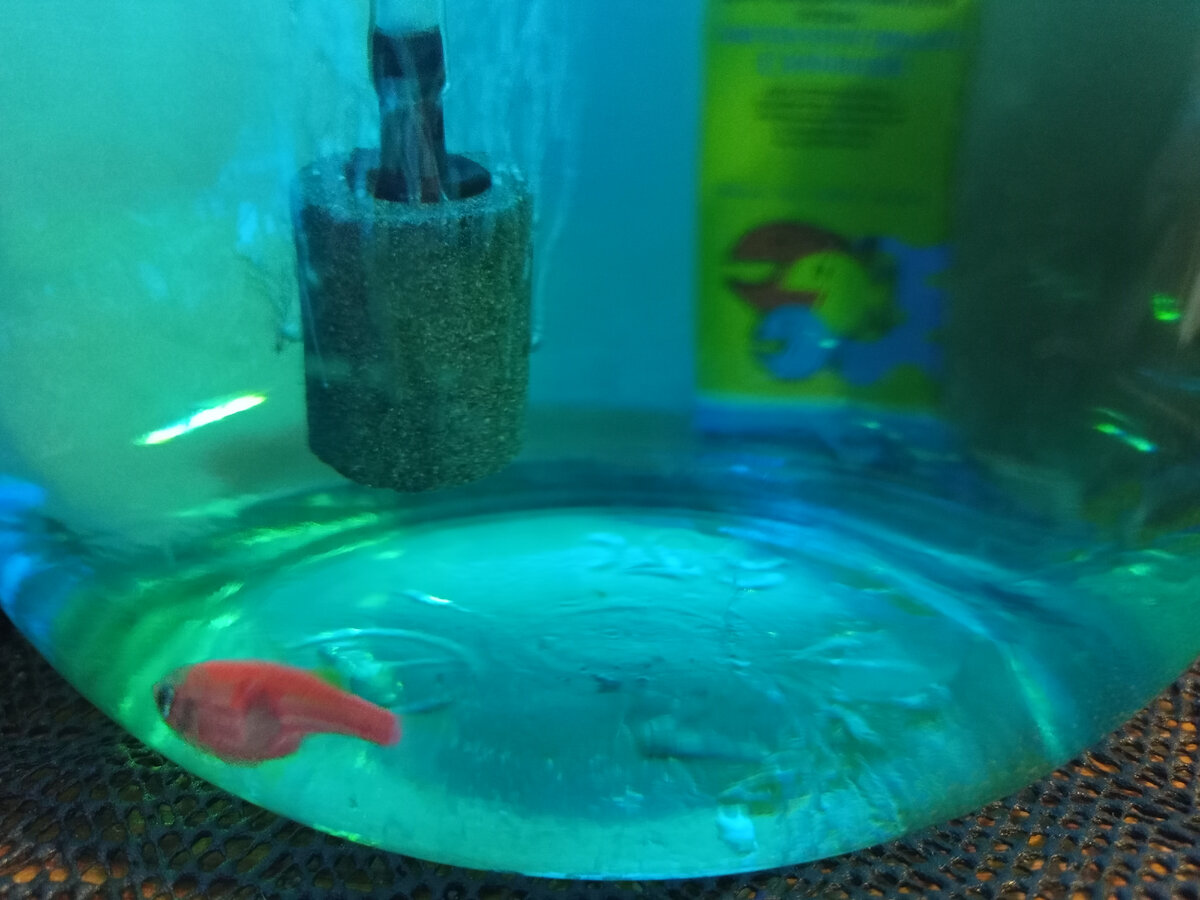 Плохо видно, рыба еще бодрая и уворачивается от камеры.