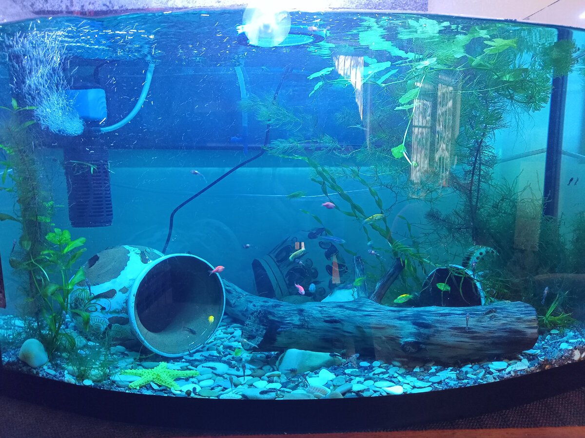 Аквариум под синькой.