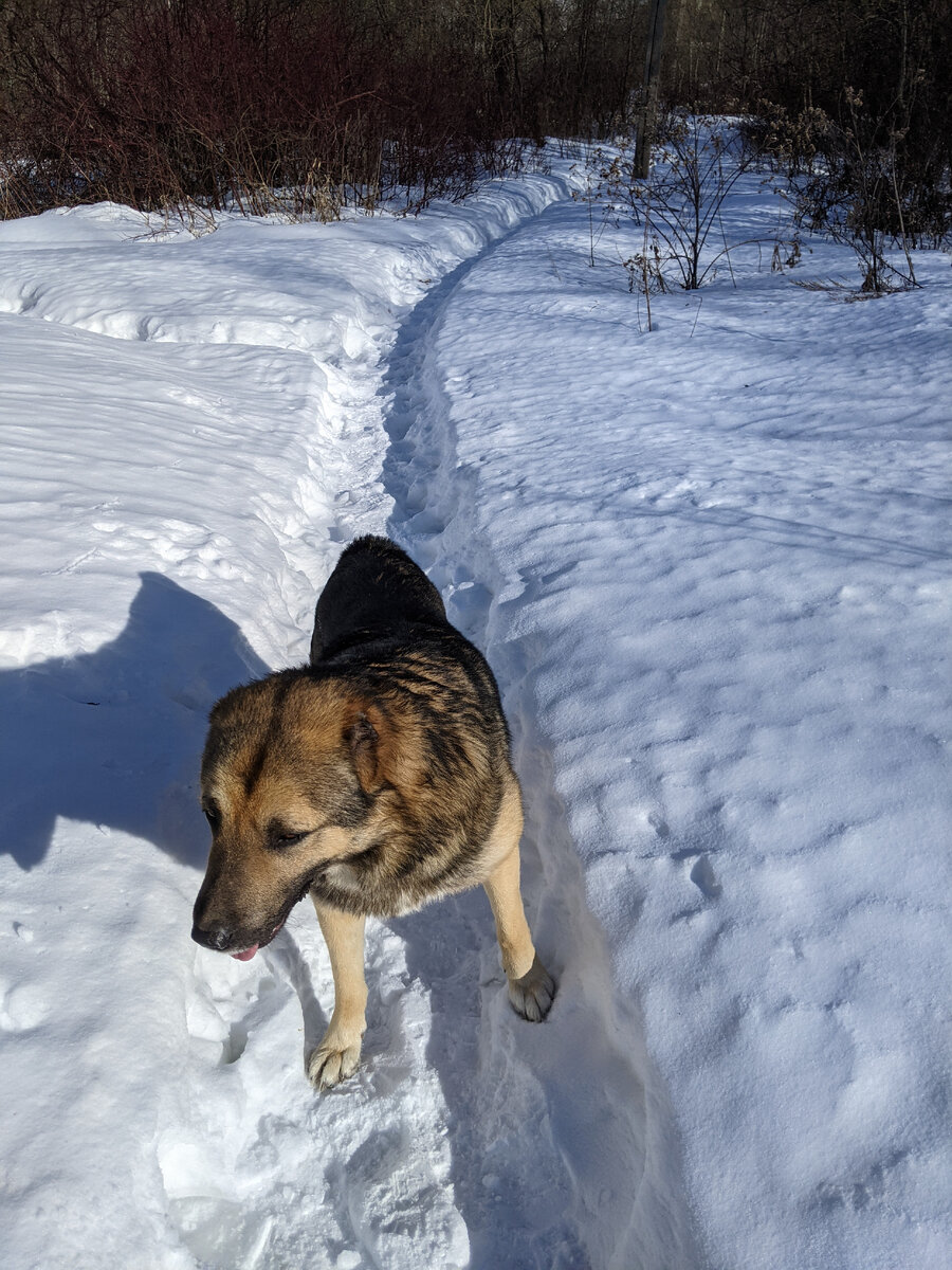 Наш безухий и безхвостый друг Солабай сопровождает нас на участок