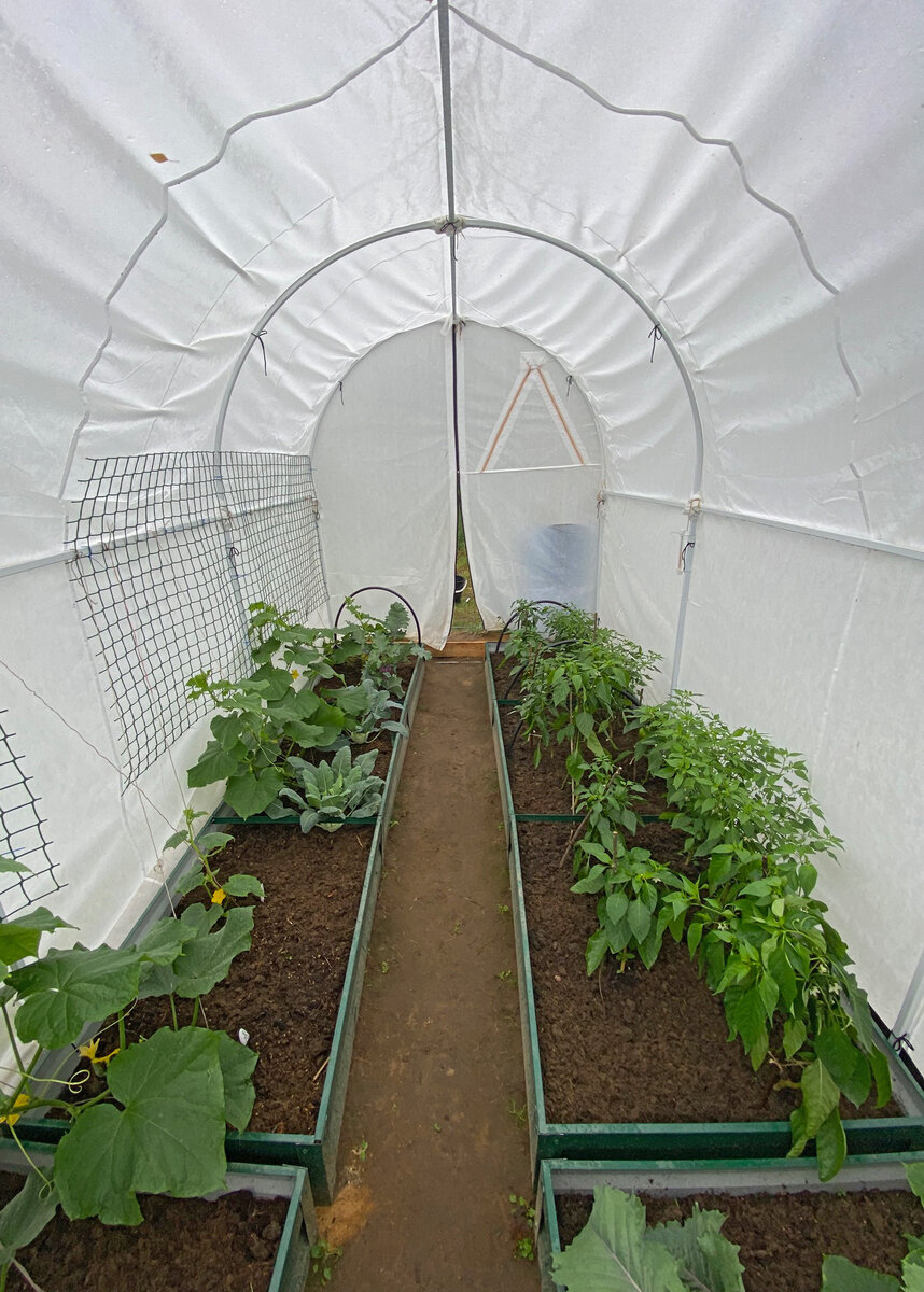 Внутри разместил 2 гряды, одна шириной 80 см, другая 60.