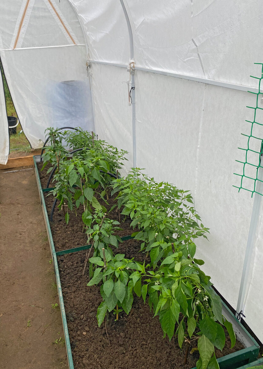 Обслуживать гряды шириной 80 см. не наступая внутрь мне было затруднительно.